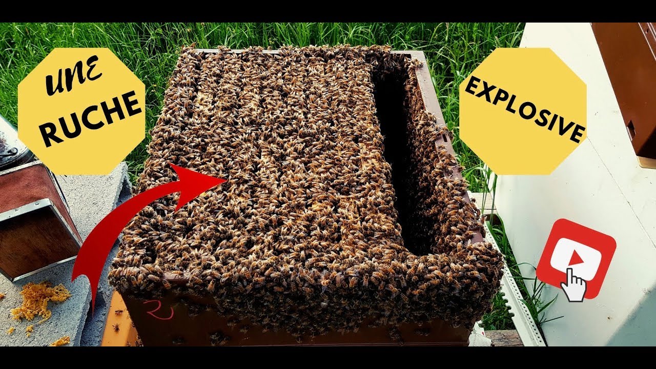 Une ruche explosive, incroyable!!!!