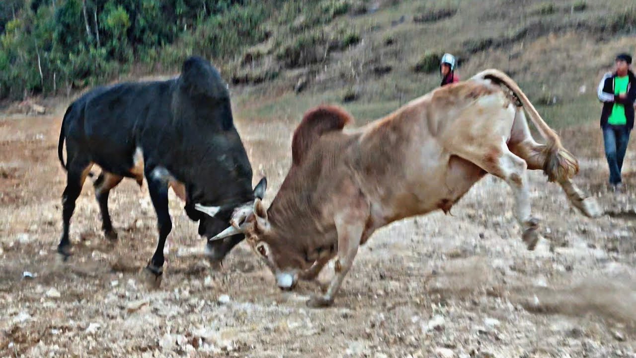 Babu bhalang 🆚 Langdong shan || iadaw masi today || bullfighter - YouTube