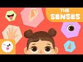 The Five Senses for Kids - Preschool Education