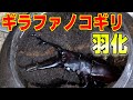 世界最大のクワガタが羽化