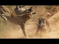 Extreme Fights Leopard vs Warthog, Wild Animals Attack