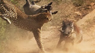 การต่อสู้ที่รุนแรงเสือดาว vs warthog