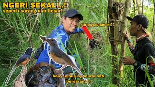 NGERI SEKALI..!! Seperti Sarang Ular Besar 😱😱 banyak burung murai batu Tarung di lokasi ini!!!