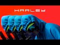 WhyBaby? - HARLEY (Official Clip)