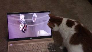 Our Cat Loves Our Channel Trailer