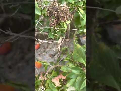 فاكهه المغد نوع من انواع الفواكه