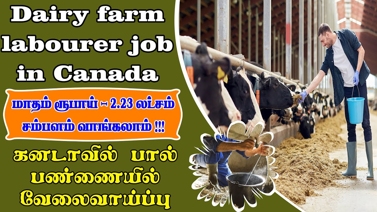 Dairy farm labourer job in Canada 👍மாதம் ரூபாய் 2.23 லட்சம் சம்பளம்