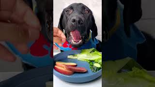 Cute Black Dog Eating the Food | baby Video