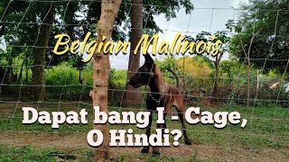Belgian Malinois - Dapat ba na Naka Cage o Hindi?