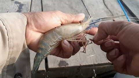 Câu tôm sông tiền,trúng đàn tôm khủng