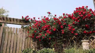 2023 0607 Rose Garden in Bloom