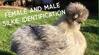 Female & Male Silkie Differences: How to Sex Rooster and Hen Silkies Chickens
