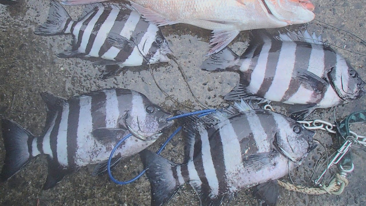 2024年3月 鹿児島・湾内の波止での石鯛釣り 菜種梅雨真っ只中の