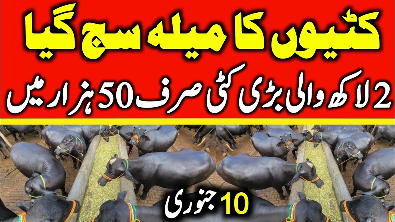 Kattyain For Sale | Young buffalo for sale | Katti Farming In Pakistan | 1 Saal Ki Kattiyan 