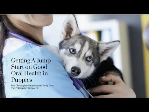 Good Dog Webinar: Getting a Jump Start on Good Oral Health in Puppies