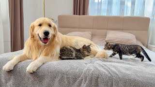 What Does a Tiny Kitten do When It Finds a Golden Retriever With Another Kitten What Does A Golden Retriever Do When Sees Tiny Kittens