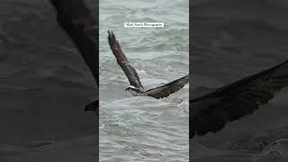 Osprey gets dragged underwater by a huge fish. Can it yank the pompano from the surface? #bird