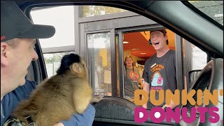Monkey Visits Dunkin Donuts Drive Thru!