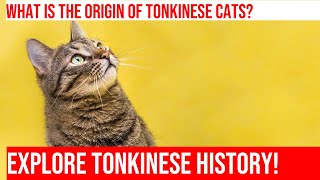 The Fascinating History of Tonkinese Cats