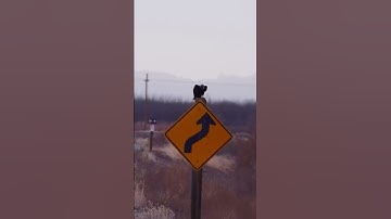 Raven with breakfast #raven sounds #birdcalls #birds #desert #newmexico #corvids #wildlife #outside
