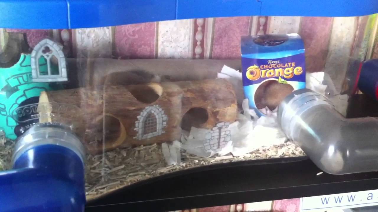 New rescue mice arrive: Maloo, Calibra + Lotus