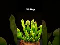 Carnivorous plants - Time lapse