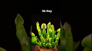 Carnivorous plants - Time lapse