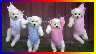 Cute  Puppies - Funny Puppies Compilation 2017 by Lisa Hudberman 178 views 7 years ago 10 minutes, 7 seconds