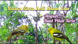 Suara Pikat Burung Sirtu Betina Kombinasi Jantan Asli Alam