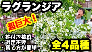 【超巨大化】【超美しい】ラグランジアが凄すぎる！