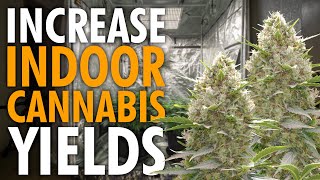 Bigger Yields in Less Space – Complete Cannabis Training Guide screenshot 4