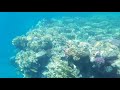 Самый красивый риф Шарм эль Шейх Sharm El Sheikh, Red Sea