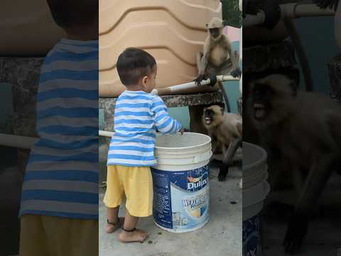 Series 340 – Patli Kamarya More | Part 2 🐵🐒😊Langur ka cute pose 🐒💫