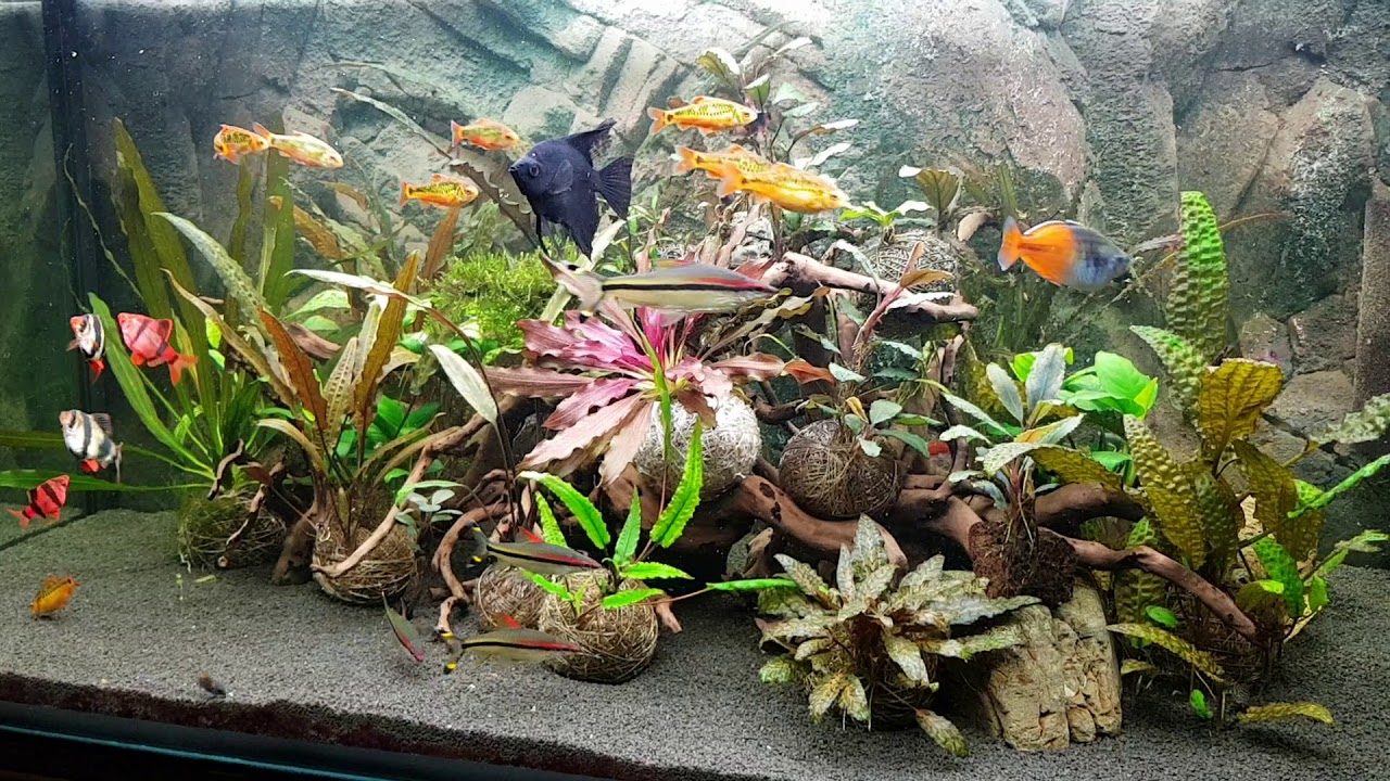 Эхинодорус Рэд Индиан, криптокорина Бекета грин в аквариуме 250 л.