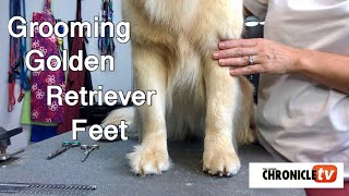 Dog Show Grooming: Golden Retriever Feet