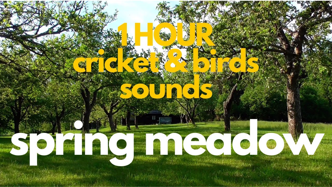 1 HOUR spring meadow | 1 HODINA na jarní louce | STUDY, RELAX, SLEEP sounds