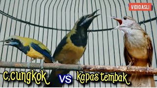 CUCAK CUNGKOK VS KAPAS TEMBAK || TEMBAKANNYA DAHSYAT