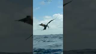 Flying fish attacked by Salmon fish. #wildlife #animals #nature #fish #fishing