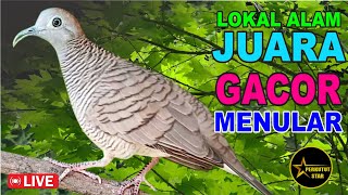 Perkutut Lokal Gacor Alam Liar  Master Pikat Ampuh