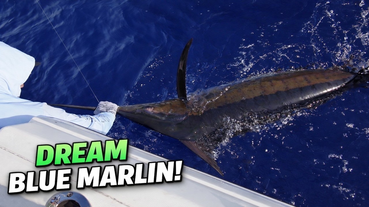Catching a DREAM Blue Marlin in the Bahamas!