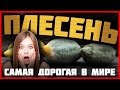 ШОК ПЛЕСЕНЬ ПЕНИЦИЛЛИН ПРОДАЛИ ЗА 15 000 ДОЛЛАРОВ