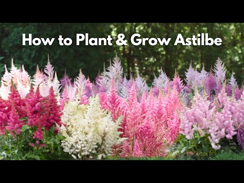 Video: Plante de Astilbe în ghiveci: Cum să crești Astilbe în containere