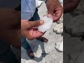 Video Image