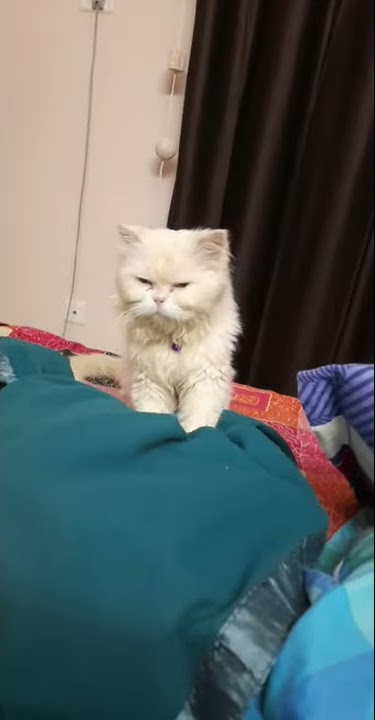Odd Eye Johnny SPA.. Funny Persian cat video