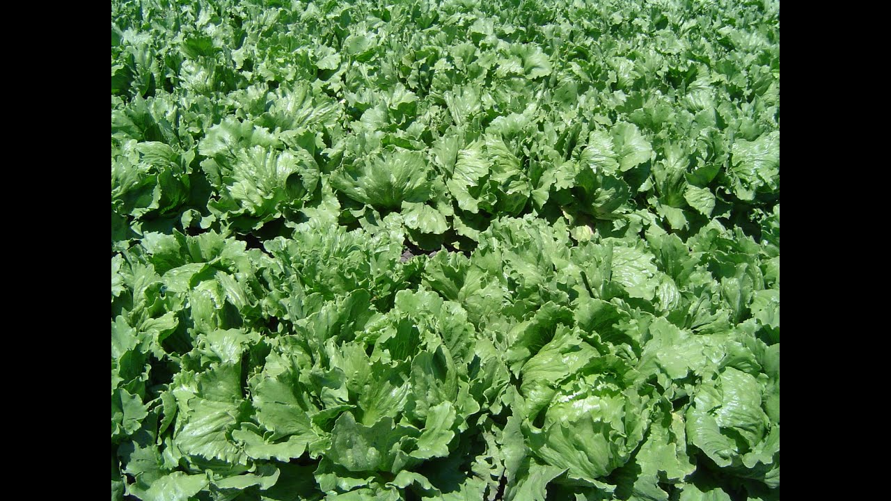 Health Benefits of Romaine Lettuce YouTube