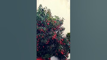 #babahcene #القرآن_الكريم #تلاوة_خاشعة #راحة_نفسية #اكسبلور #اسلامصبحي #viralvideo #video