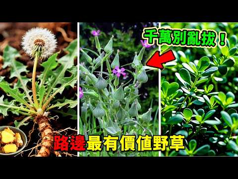全世界最有價值的10種野草！艾草只能排第4，第一名99.9%的人都不知道，但口感無敵！