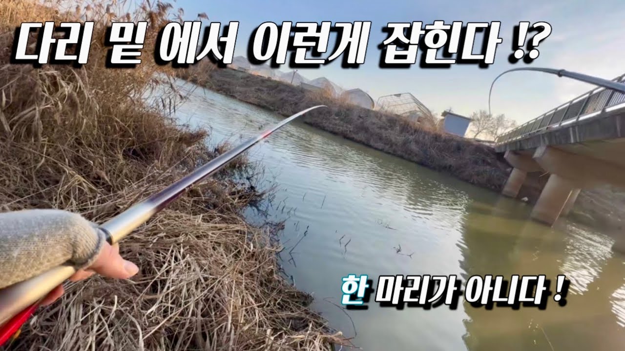 다리 밑에서 결국 나왔다 ! 한 마리가 아니다 !! 