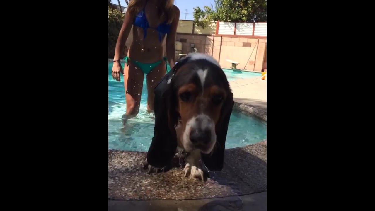 My Basset Hound First Time Swimming shorts YouTube