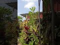 suasana rumah dipagi hari, pojokan kota salatiga. #plants #tanamanindah #nature #garden